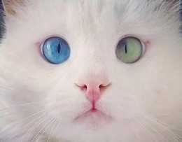 貓咪那如同寶石一般的鴛鴦眼的秘密
