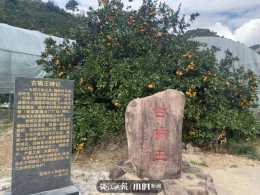 蜜橘季探訪湧泉鎮80年高齡“古橘王”，有人每年專門來購買它的果子