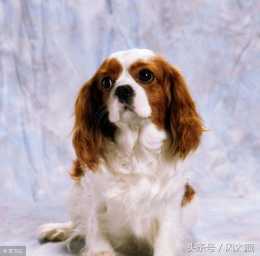 查理王 是很古老的品種,是一種活潑、文雅、勻稱的玩具犬