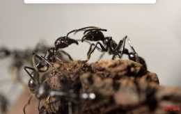 地球上有多少隻螞蟻？科學家估算：2億億隻！重量超過所有野生鳥類和哺乳動物的總和
