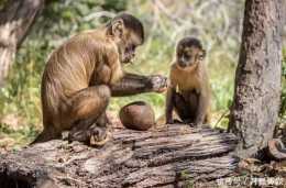 巴拿馬的猴子已經會用工具了，未來會不會形成文明？會對人類構成威脅嗎？