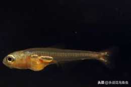 詳解寶蓮燈魚多圖，草缸的主旋律寶蓮燈魚，寶蓮燈魚的繁殖和飼養