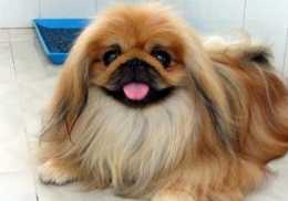 貴族才能養的北京犬，是畸形的產物！這狗狗有不少遺傳病