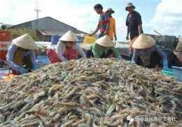 緬甸蝦類養殖業協會：建議禁止進口蝦類