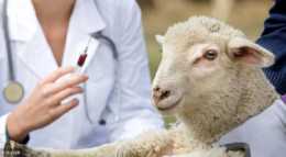 【每日一學】季節變化羊感冒怎麼治療？