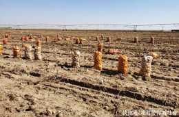 沙地變綠洲土豆成“金豆”--烏蘭布和沙漠秋收見聞