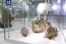 看萌兔的“前世今生” 兔年生肖展在上海自然博物館開展