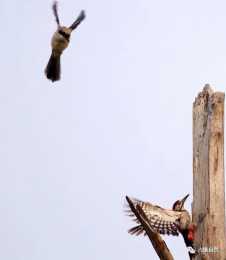 一隻啄木鳥在腐木上啄蟲，遭到伯勞鳥的警告，結果卻是伯勞被嚇飛