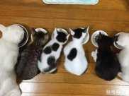貓媽帶五隻小貓吃飯，這場面把主人看愣難道只有一個親生的