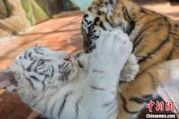“虎年”將至上海野生動物園小虎寶寶“開食”