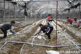 貴州金沙：種植羊肚菌 拓寬致富路