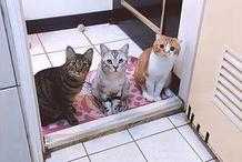 貓咪為什麼一定要陪你上廁所？原因沒有你想的那麼感人