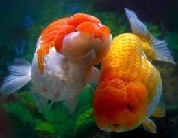 「魚百科」——蘭壽金魚