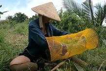 越南美女用“襪子”裝餌料，下地籠捕魚。網友：這是真的嗎？
