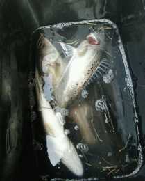 大河碰群一群“白鱖魚”，最大一條十斤多，網友：這魚很難吃