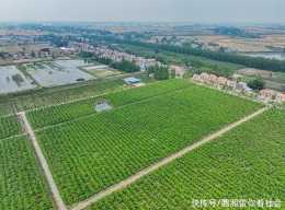 無人機俯瞰荊州區雙馬村:村道寬敞整潔風景美不勝收