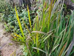 農村山上常見的一種植物“茅草”，還有沒有價值呢？