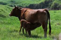 養牛戶對母牛分娩後，務必要注意四個要點！