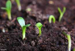 常見除草劑在土壤中的持效期是多久？漲知識了
