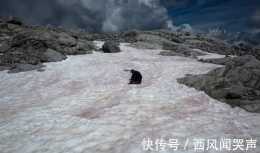 阿爾卑斯山出現“粉紅雪”?專家稱可能是危險訊號