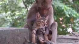 貓躺猴子懷裡，猴子將貓當親生孩子，網友：沒有誰能抵擋貓的魅力