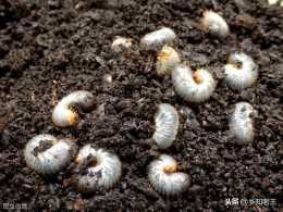 地下害蟲蠐螬為何越治越多？瞭解生活習性才能有效滅殺