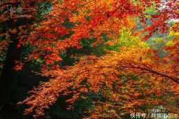 杭州秋天最美的紅楓樹，到冬天卻變得如此狼藉，風景有些獨特