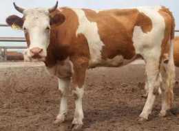怎樣識別：西門塔爾牛是不是純種？