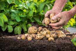 脫毒馬鈴薯一級種薯怎麼繁育？掌握這9個關鍵技術，6分鐘學會