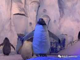 緊急號外!內蒙古鄂爾多斯野生動物園的企鵝走丟了