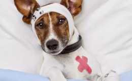 獸醫支招：狗狗發燒怎麼辦？