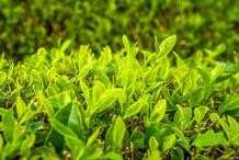 水溶肥，茶葉高品質施肥方案