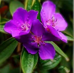 【有愛】巴西野牡丹：花大且密，花為紫色，嬌豔美麗；株形緊湊美觀