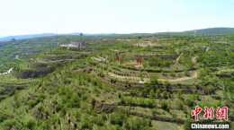 魯甘東西部協作生態林 黃土塬打造“綠色空間”換新顏