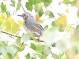 濱州市發現鳥類新記錄種——慄耳短腳鵯