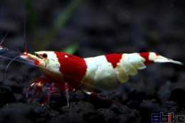 Sbike動植物百科：十大美麗寵物米蝦，草缸點綴造景除藻最佳