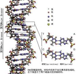 DNA和RNA的區別是什麼?