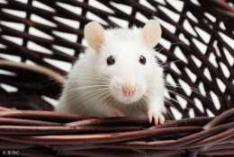 生肖之鼠，不一樣的機敏度，不一樣的洞察力