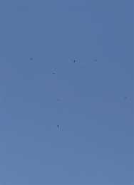 重慶市民拍到十幾只猛禽在天空盤旋，專家：正值遷徙季節，並不罕見