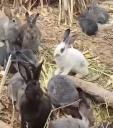 大爺撿回3只兔子7個月繁殖近百隻，專家：幼兔在出生兩個月後，就具有繁殖能力