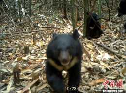 廣東南嶺首次記錄到野生黑熊“一家三口”畫面
