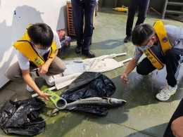 上海崇明水域發現一死亡野生中華鱘，目前已帶回實驗室研究