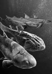 “從魚到人”有了關鍵證據 4.4億年前魚類化石揭示有頜脊椎動物的崛起