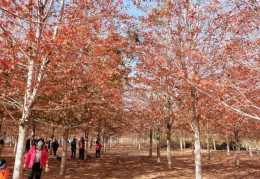 青島藏著千畝紅楓林，0元賞秋好去處，你不可錯過這抹秋色