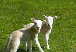 常見的羊面板上寄生蟲病，養羊如何進行治療