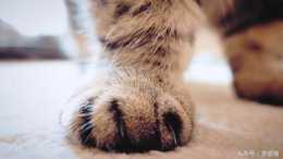 雖說貓咪指甲是捕鼠的利器，但家養喵如不定期修剪會導致意外自傷