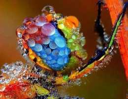神奇的大自然之獨特的眼睛！！神秘的圖案顏色！驚奇的紋路
