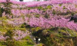 這個三月，廣東連山金子山賞山花挖春筍吃春宴
