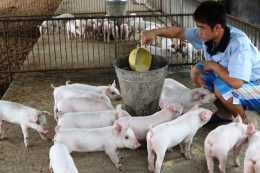 養豬不可不學的8個飼料配方，省糧食，育肥快