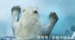 地球“受傷”，北極圈不到一天竟融化20億噸冰，連動物也開始遭殃